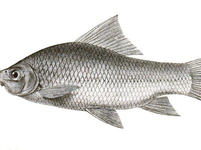 Labeo kontius