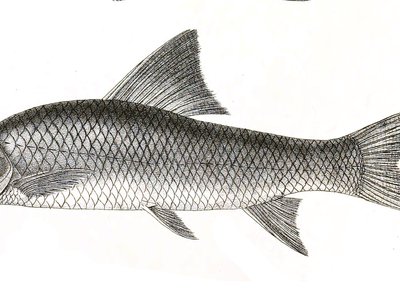 Labeo microphthalmus