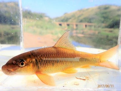 Labeo molybdinus