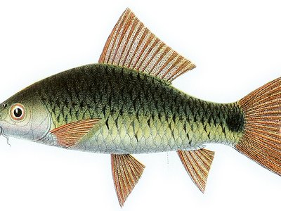 Labeo moszkowskii