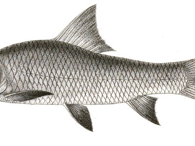 Labeo nigripinnis
