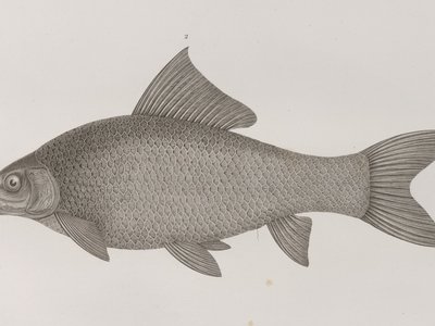 Labeo niloticus