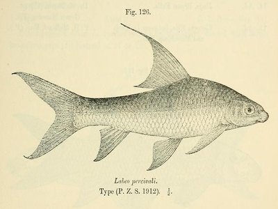 Labeo percivali