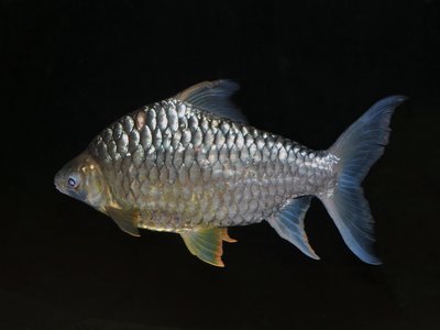 Labeo pierrei