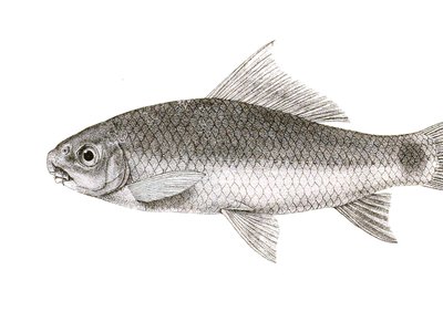 Labeo porcellus