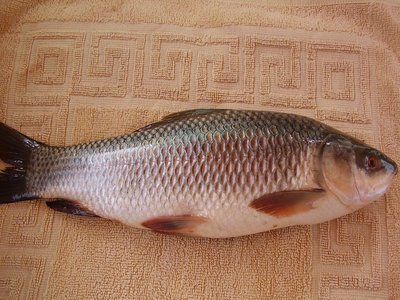 Labeo rohita
