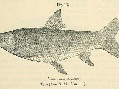 Labeo rubromaculatus