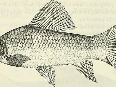 Labeo senegalensis