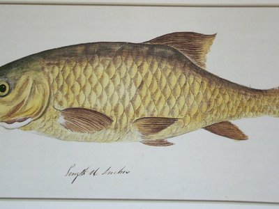 Labeo umbratus