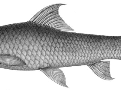 Labeo victorianus