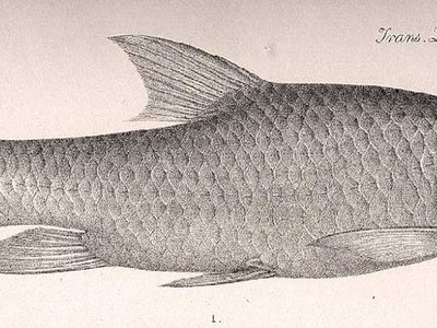 Labeobarbus altianalis