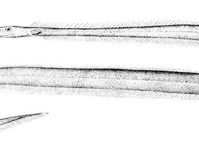Labichthys