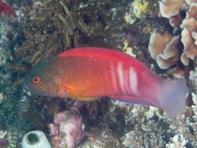 Labracinus cyclophthalmus