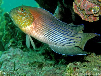 Labracinus lineatus