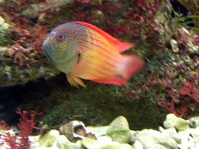 Labracinus melanotaenia