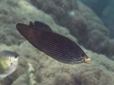 Labrichthys unilineatus