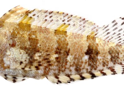 Labrisomus bucciferus