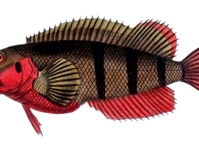 Labrisomus
