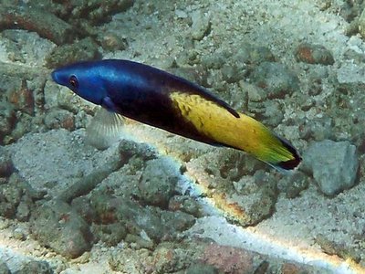 Labroides bicolor
