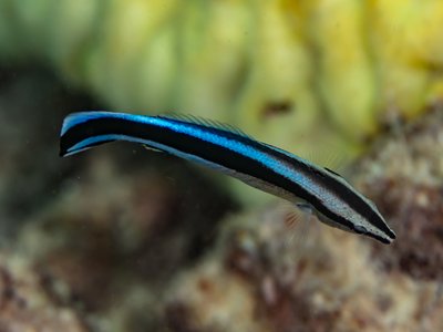 Labroides dimidiatus
