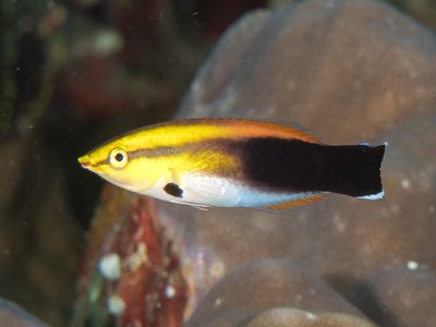 Labroides pectoralis