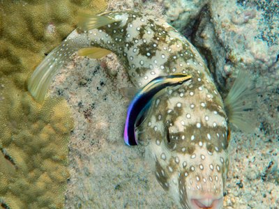Labroides phthirophagus
