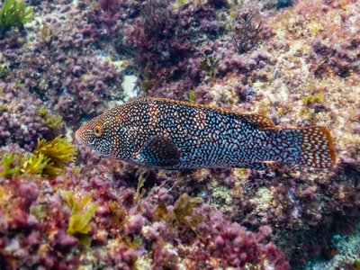 Labrus bergylta