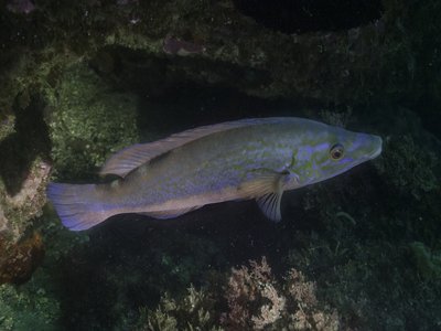 Labrus mixtus