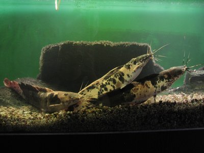 Labyrinth Catfish