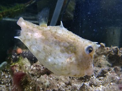 Lactoria diaphana