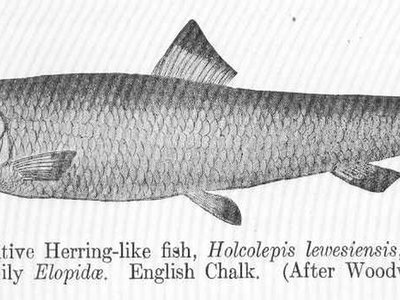 Ladyfish