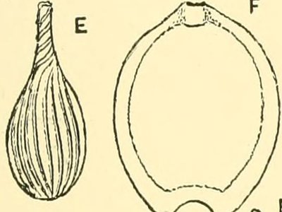 Lagena