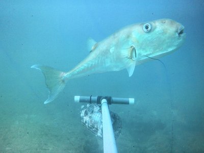 Lagocephalus guentheri
