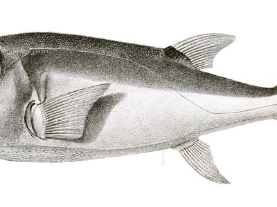 Lagocephalus lunaris
