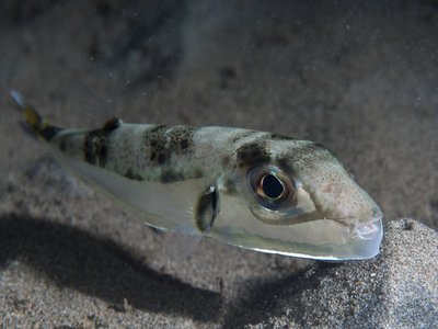 Lagocephalus sceleratus