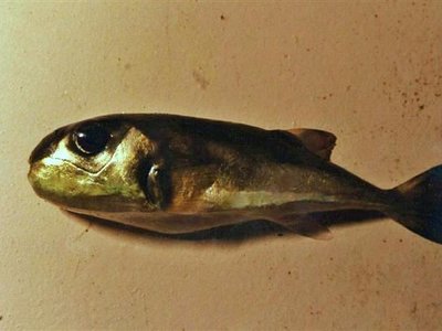 Lagocephalus spadiceus