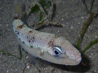 Lagocephalus suezensis