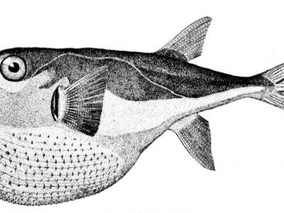 Lagocephalus