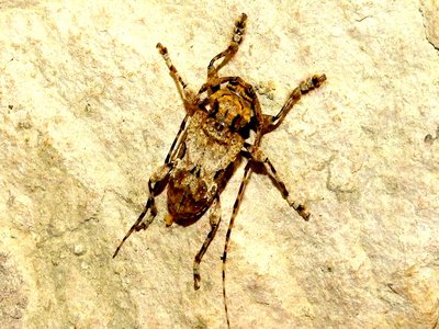 Lagocheirus