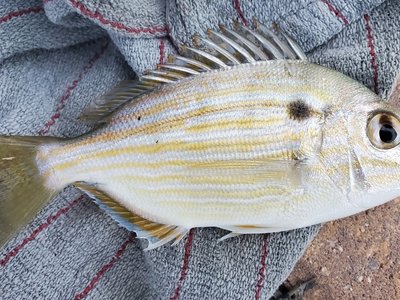 Lagodon rhomboides