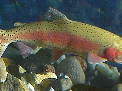 Lahontan Cutthroat Trout