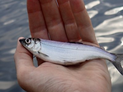 Lake Herring