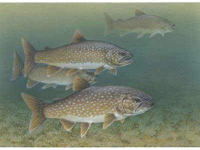 Lake Trout