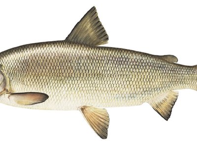 Lake Whitefish
