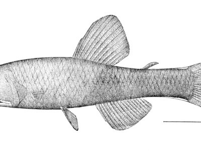 Lampanyctus