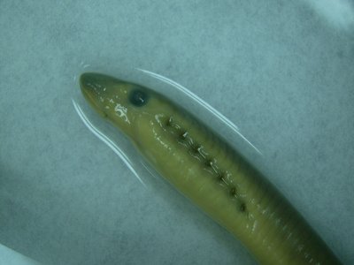 Lampetra appendix