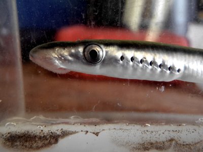 Lampetra ayresii