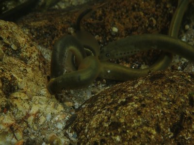 Lampetra planeri