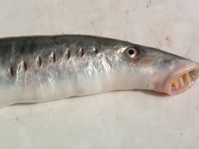 Lampetra