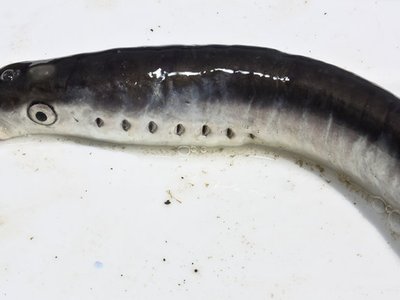 Lampetra tridentata